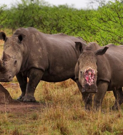 MPESA joins global fight against illegal wildlife trafficking
