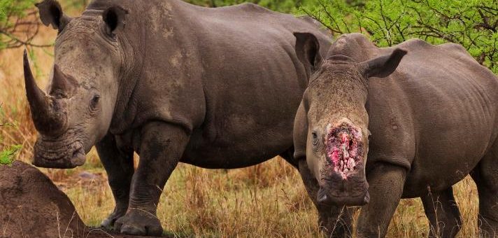 MPESA joins global fight against illegal wildlife trafficking