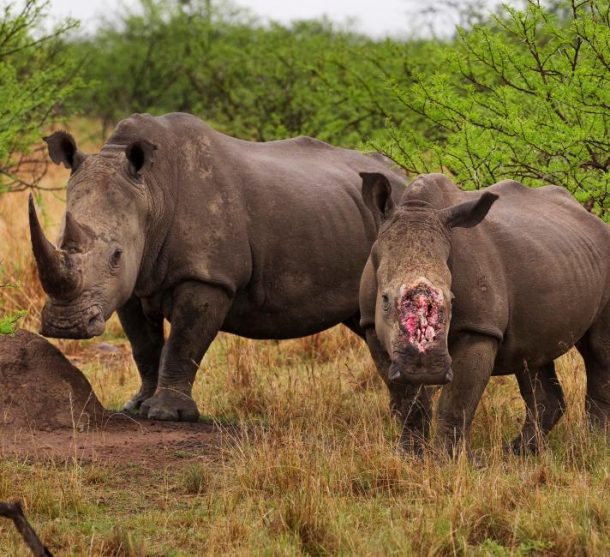 MPESA joins global fight against illegal wildlife trafficking