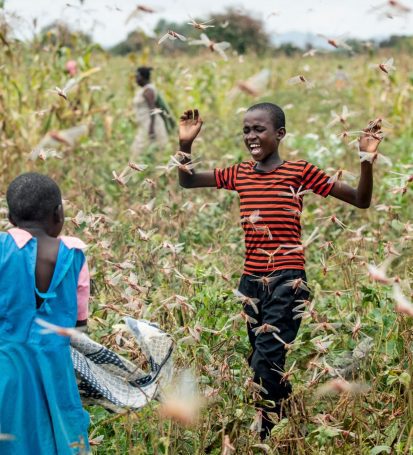 Kuzi AI tool for helping African farmers fight locusts launched